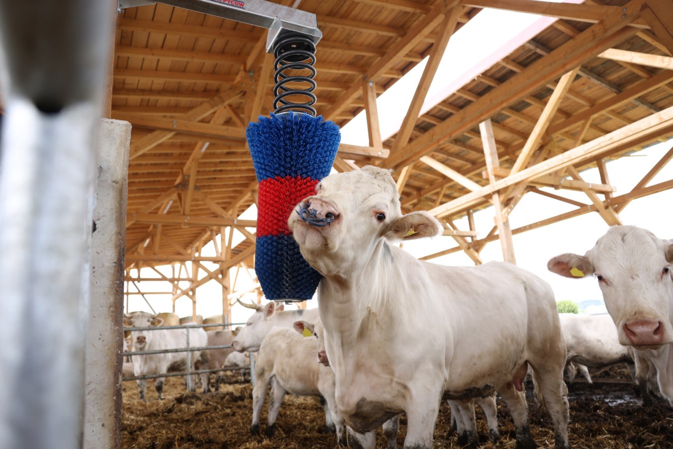 Автоматична щітка для корів HAPPYCOW FlexiSwing: огляд рішення без електрики